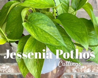 Jessenia Pothos Cuttings For Propagation // CUTTING // Uncommon Houseplant