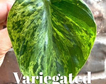 Variegated Heart Leaf Cuttings For Propagation // Hederaceum