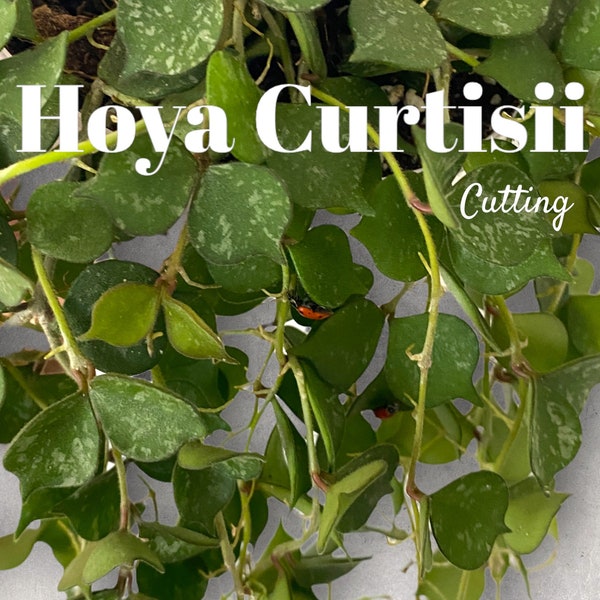 Hoya Curtisii Cuttings For Propagation // CUTTING
