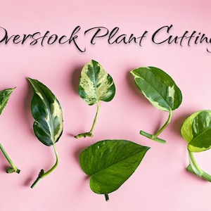 Plant Cuttings Winter Overstock // Discounted Imperfect // Pothos // Philo