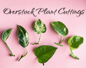 Plant Cuttings Winter Overstock // Discounted Imperfect // Pothos // Philo