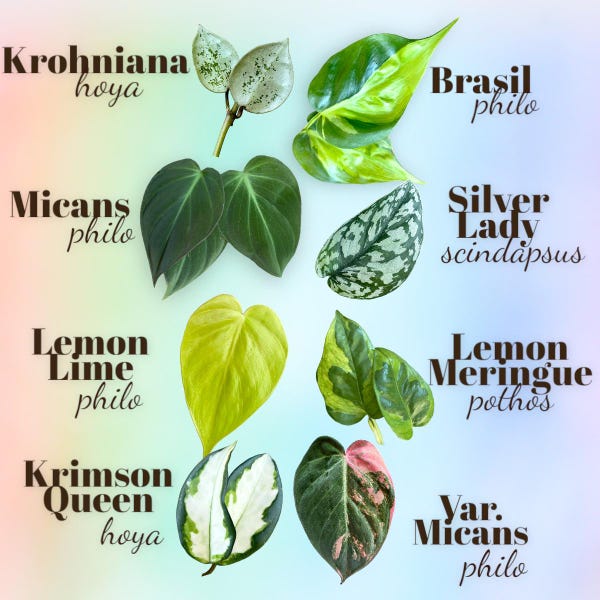 Pothos & Philodendron Cuttings For Propagation // Scindapsus // Monstera // Hoya