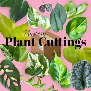 Plant Cuttings MYSTERY Surprise  Box // Pothos // Philodendron // Scindapsus // Hoya // Monstera