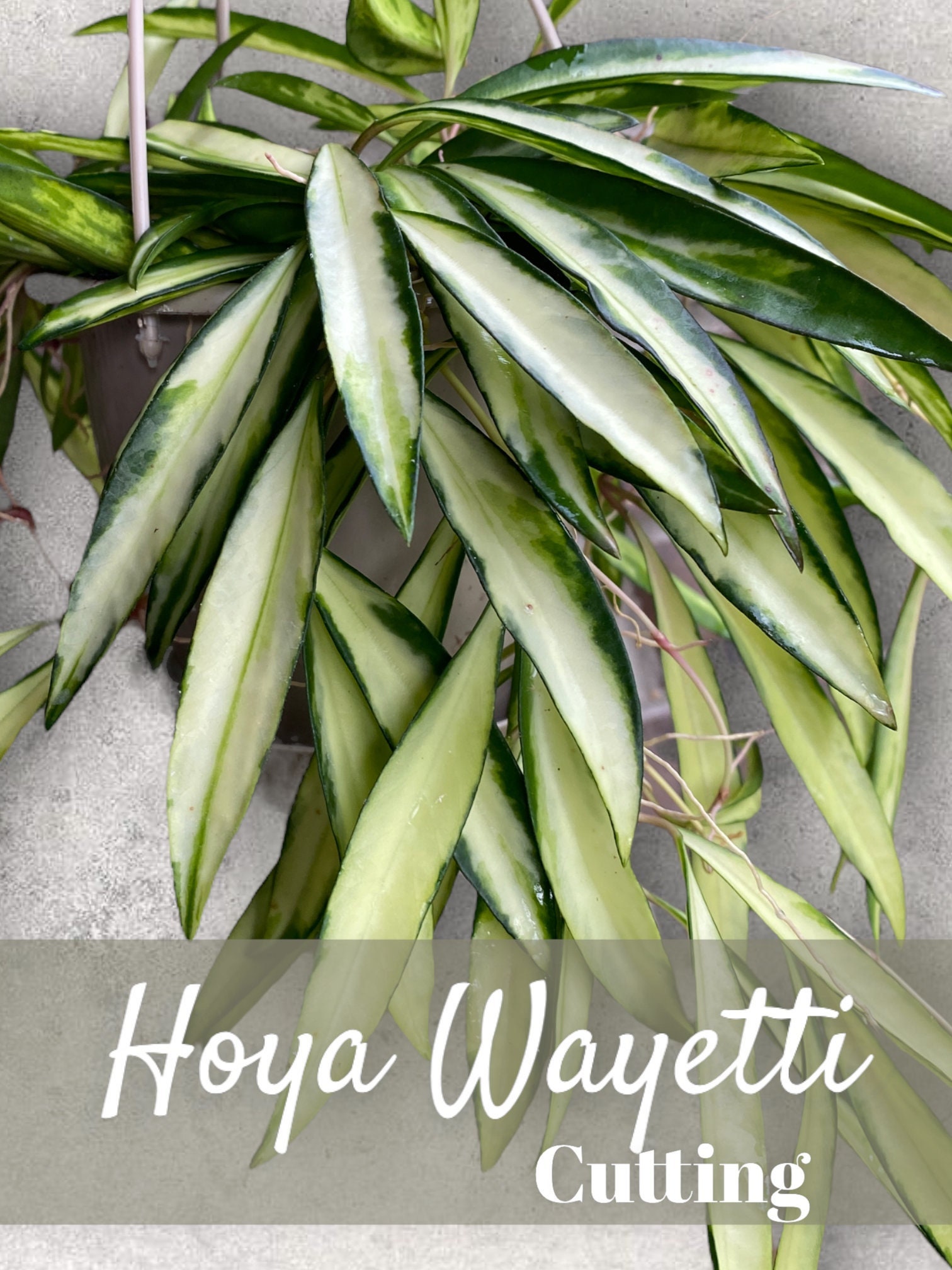 Hoya Wayetti Variegata Cuttings For Propagation // CUTTING