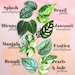 Pothos & Philodendron Cuttings For Propagation // Scindapsus // Monstera // Hoya 