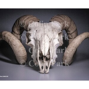 May include: A detailed photograph of a ram skull with large, curved horns. The skull is off-white, and the horns are a light brown. The image is set against a gray background, with the copyright notice "© Colin Park MMXXII" at the bottom.
