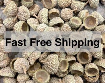 May include: A collection of beige acorn caps with textured surfaces. Some caps are whole, while others are split open, revealing the interior. The image is a close-up, showing the details of the natural, organic shapes.