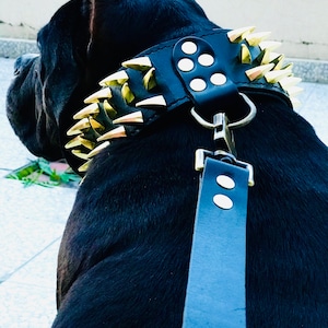 May include: Black leather dog collar with gold-colored spikes and a matching black leather leash. The collar has a silver buckle and the leash has two silver snaps.