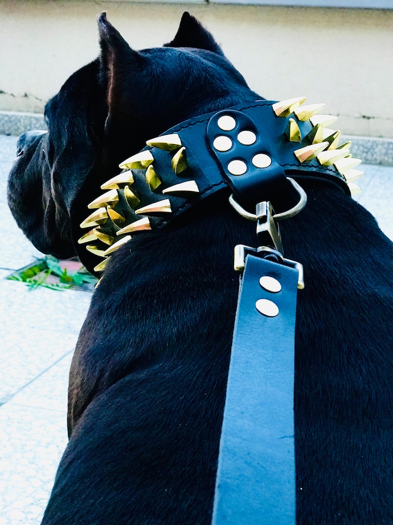 May include: Black leather dog collar with gold-colored spikes and a matching black leather leash. The collar has a silver buckle and the leash has two silver snaps.
