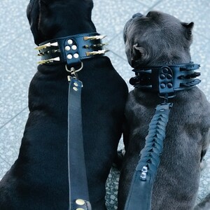 May include: Two black and gray dogs wearing black leather collars with gold studs and spikes. The collars are attached to black leather leashes.