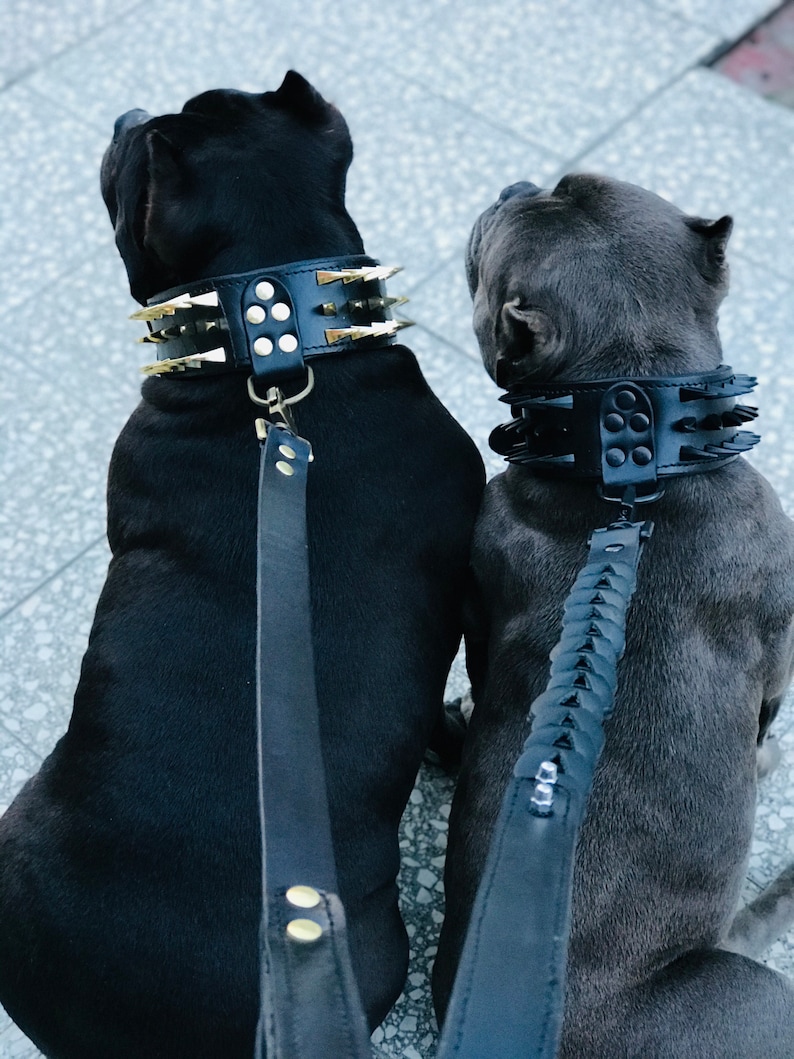 May include: Two black and gray dogs wearing black leather collars with gold studs and spikes. The collars are attached to black leather leashes.