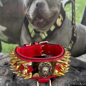 Luxury 6cm (2.36&#39;&#39;)  Wide Handmade Dog Collar – Gold Steel Plate, Lion Logo, Spiked Leather Collar for Cane Corso, Rottweiler, Presa Canario