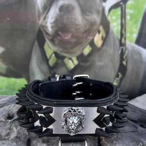 6cm (2,36&#39;&#39;) Wide Spiked Lion Emblem Dog Collar – Handmade Leather Collar with Steel Plate for Cane Corso, Rottweiler, Kangal, Presa Canario