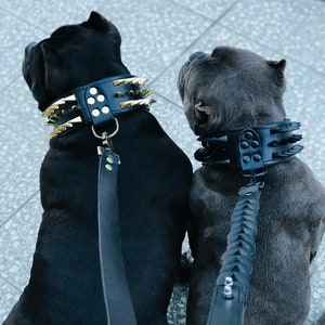May include: Two black dogs wearing black spiked collars with gold accents and matching leashes. The dog on the left has a gold studded collar and the dog on the right has a black studded collar.