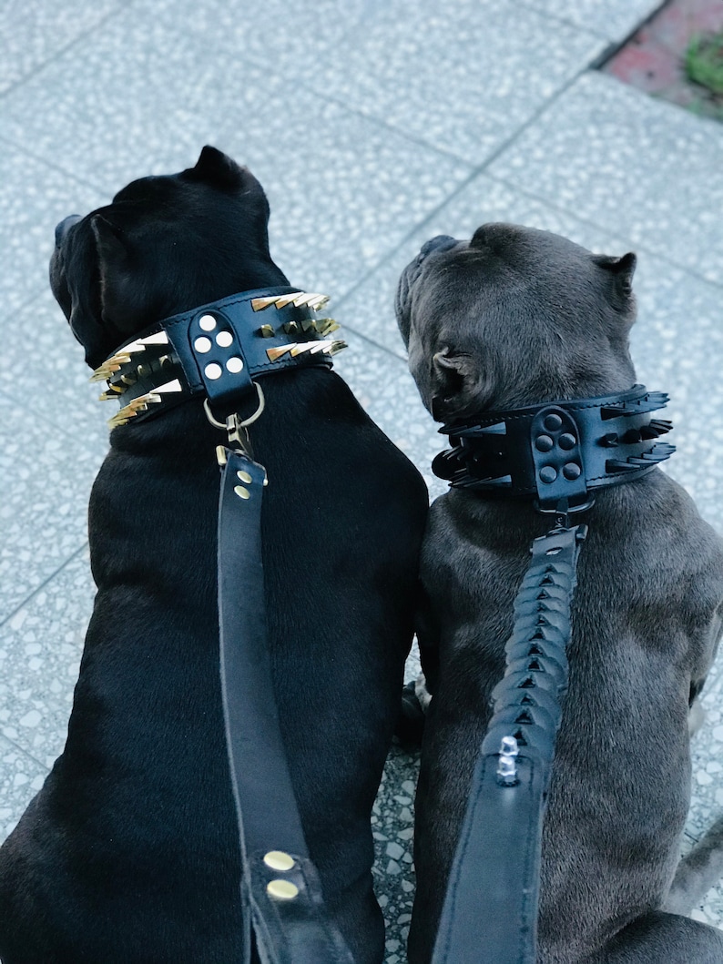 May include: Two black dogs wearing black spiked collars with gold accents and matching leashes. The dog on the left has a gold studded collar and the dog on the right has a black studded collar.