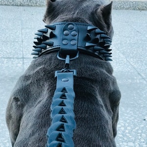 May include: A gray dog wearing a black leather collar with metal spikes and a matching black leather leash with metal spikes.