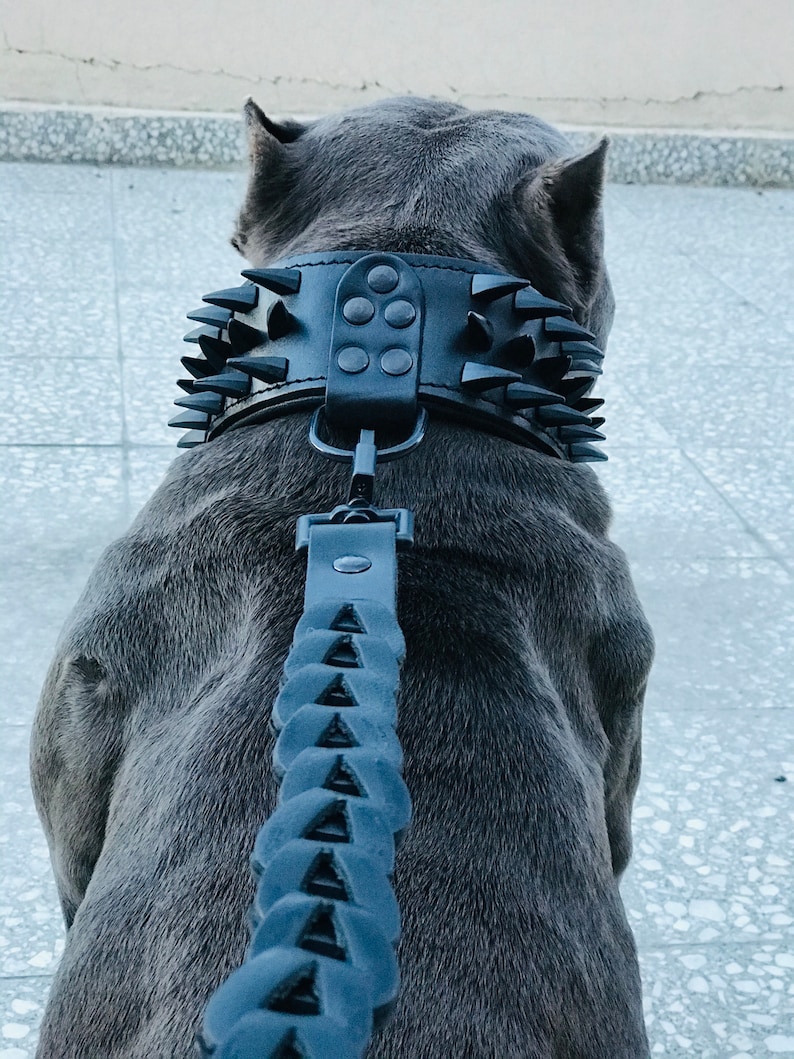 May include: A gray dog wearing a black leather collar with metal spikes and a matching black leather leash with metal spikes.