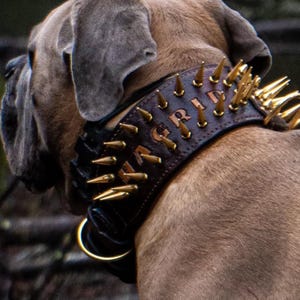 Handcrafted 8 cm Spiked Dog Collar, Personalized Name, for Cane Corso, American Bully, Doberman