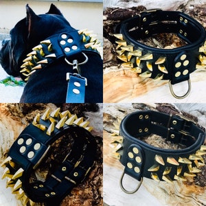 May include: Black leather dog collar with gold-colored spikes and metal accents. The collar has multiple rows of spikes and a buckle closure.