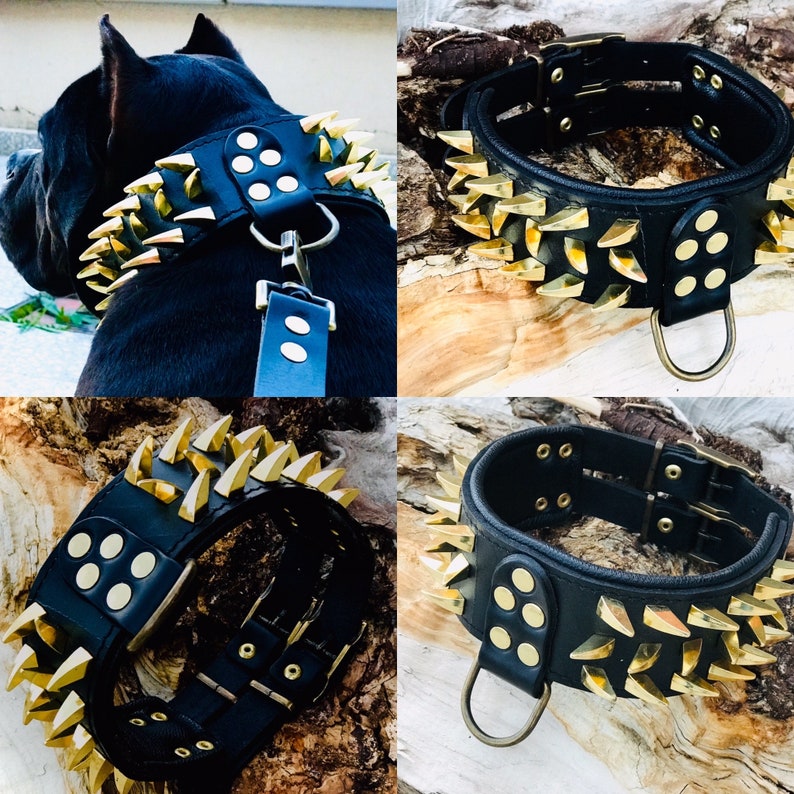 May include: Black leather dog collar with gold-colored spikes and metal accents. The collar has multiple rows of spikes and a buckle closure.
