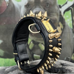 Custom Name Dog Collar with Gold Spikes | 8cm Wide Black Leather with Brass Plate | Handmade Collar for Cane Corso, Presa Canario, pitbull