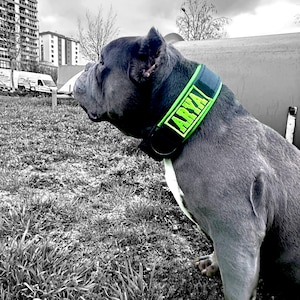 May include: A grey dog wearing a black collar with a neon green panel. The panel displays the name "ARYA" in a bold, sans-serif font. The dog is outdoors in a grassy area, with a black and white background.