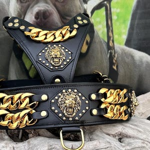 Puede incluir: Arnés y collar para perro de cuero negro con detalles de cadena dorada y adornos de cabeza de león.
