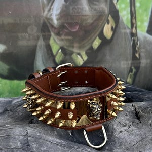 Tan Leather Dog Collar with Gold Steel Plate & Spikes – 6cm (2,35&#39;&#39;) Wide Handmade Luxury Collar for Cane Corso, Presa Canario, Malinois, K9