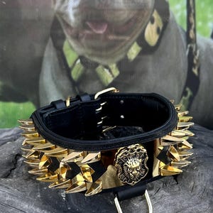 Gold Steel Plate Lion Dog Collar – 2,36&#39;&#39; Wide Handmade Spiked Luxury Leather Collar for Cane Corso, Rottweiler, Kangal