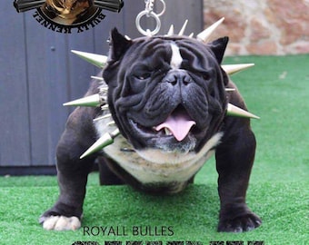 Handmade Buffalo Leather Spiked Dog Collar: Heavy Duty, Large Breeds, handmadedogcollar, thickdogcollar, canecorsodogcollar