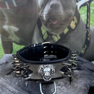 Lion Head Luxury Dog Collar – 6cm Wide Handmade Leather with Chrome Spikes & Steel Plate for Cane Corso, Rottweiler, Kangal, Presa Canario
