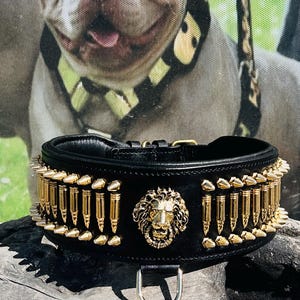 8cm Wide(3,15 inhes)  Leather Dog Collar – Handmade Dog Collar with Bullet Studs & Lion Logo – Kangal, Cane Corso, Rottweiler, Presa Canario
