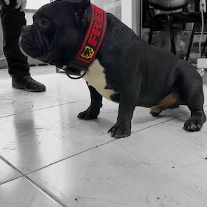 Handgefertigtes Hundehalsband aus Büffel Leder: Namenshalsband mit Gravur