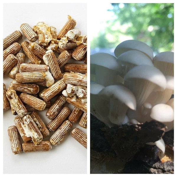 100 PREMIUM Organic Mushroom Spawn Plugs -7 Varieties Available- FREE SHIPPING