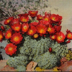 Vintage Hedgehog Cactus Color Linen Postcard 279 Opublikowano Liberty Stamp 1944