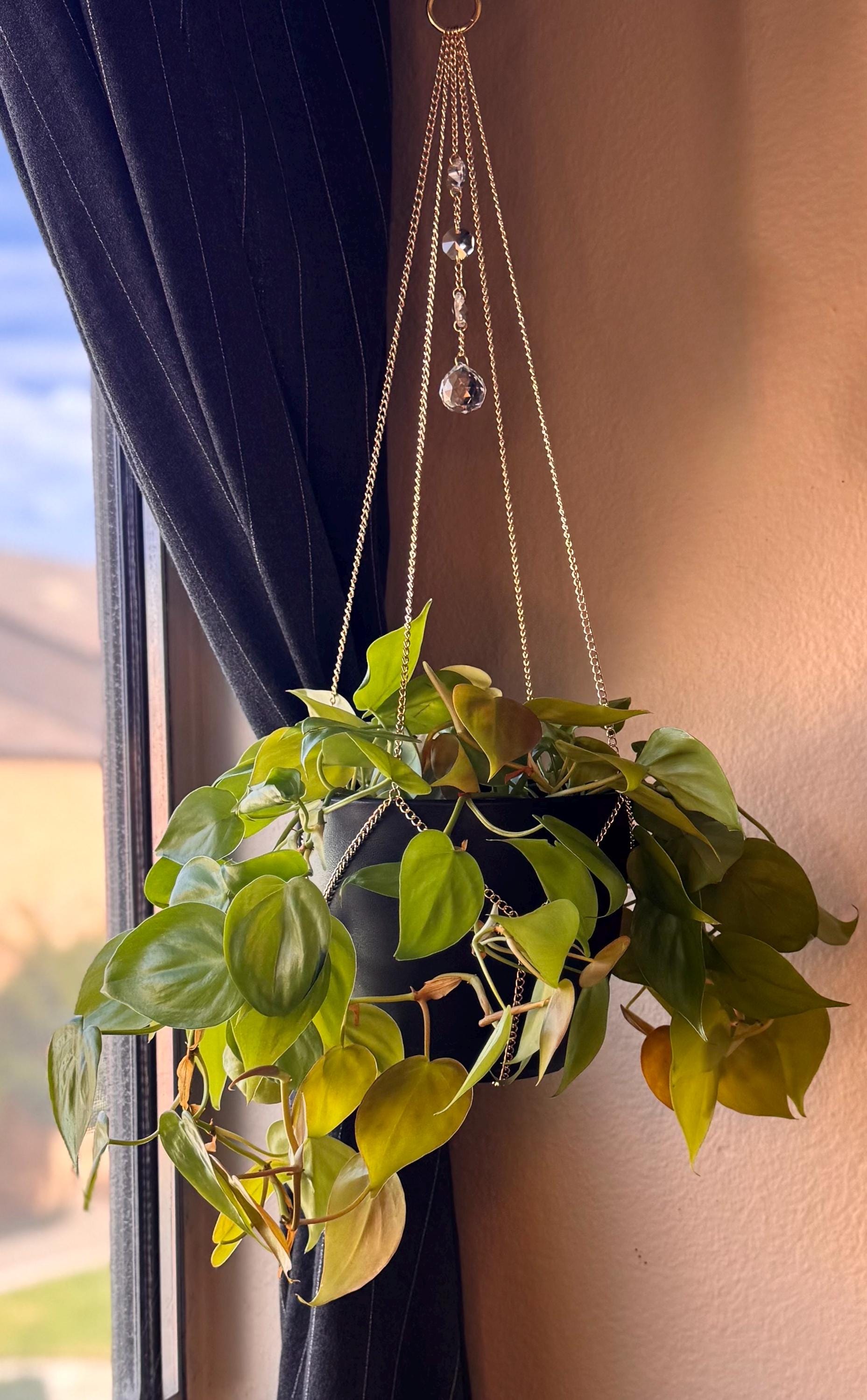 buy indoor plants near me Easy Care Variety Bundle