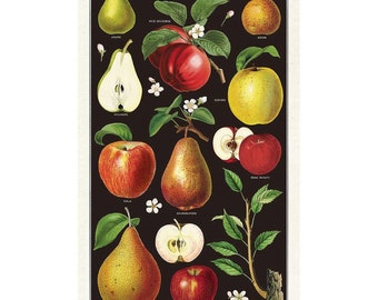 Cavallini and Co Tea Towel \ Apples and Pears Tea Towel / 100% Cotton