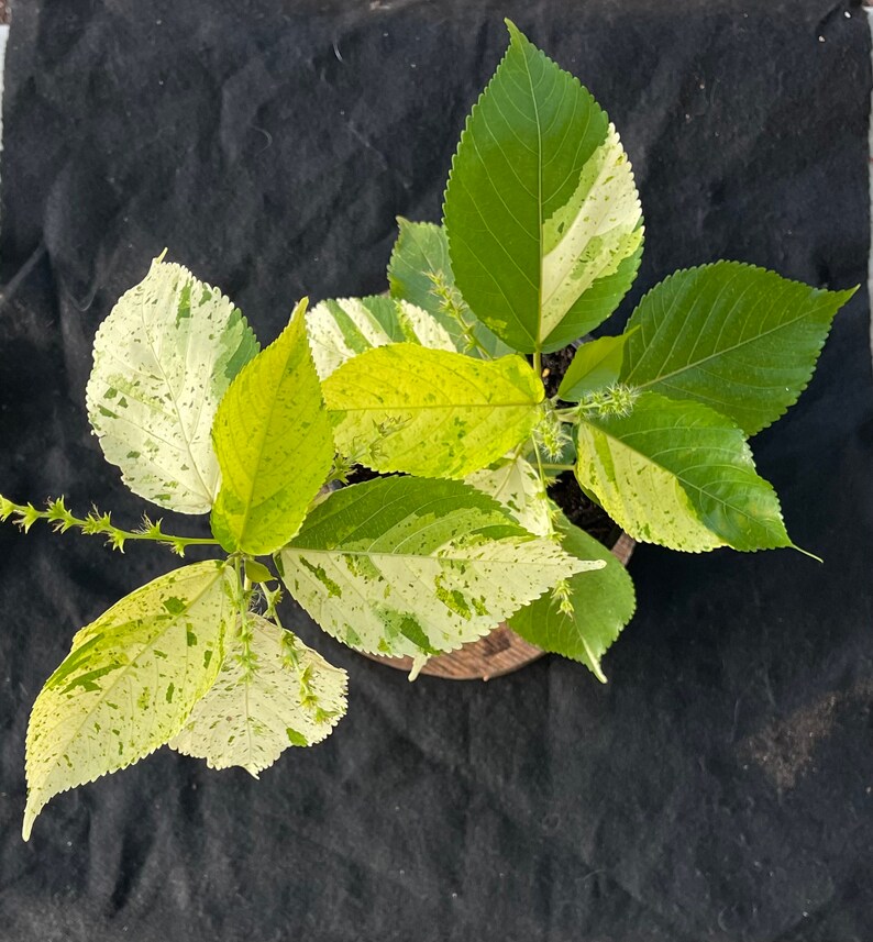 Java White Copper Leaf Plant Etsy