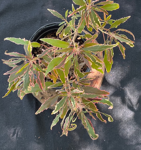 Hybrid Variegated Copperleaf Plant Etsy