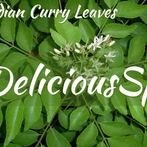 ORGANIC Indian Curry Leaves 250+/   Curry Leaf, Murraya  koenigii,  Bergera  koenigii