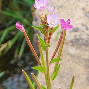 Epilobium - epilobium parviflorum authentique 30 graines graines