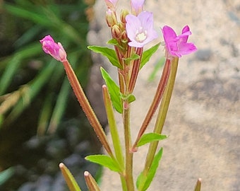 Fireweed - epilobium parviflorum authentic 30 seeds seeds