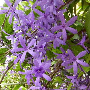 Boquila Trifoliolata - Etsy Canada