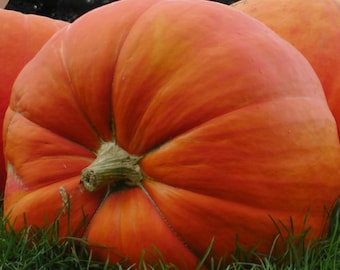 Calabaza Gigante Atlantic Giant - 10 semillas - seeds