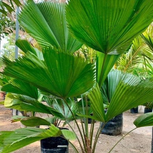 Palmenfächer Licuala grandis 5 Samen