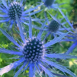 100 Blue Thistle Seeds - Eryngium planum - Sea Holly