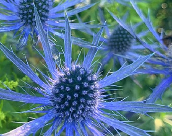 100 seeds of Blue Thistle - Eryngium planum - sea holly