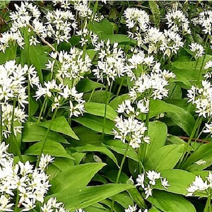 Bärlauch - Allium ursinum - 20 Samen