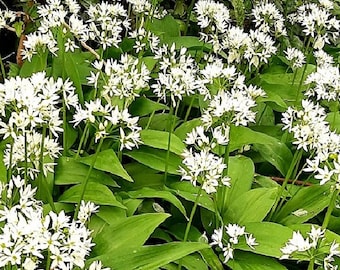 Ajo de Oso - Allium ursinum - 20 semillas