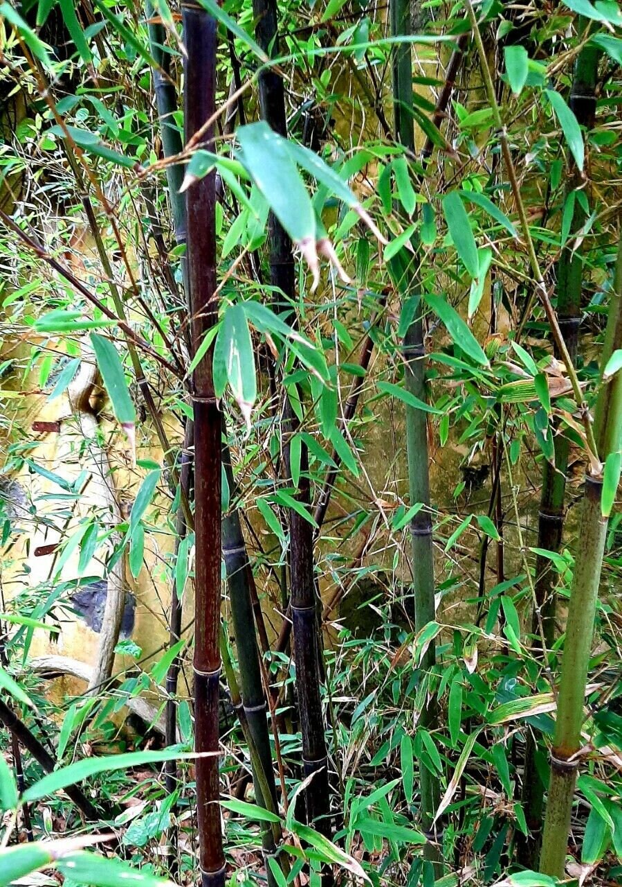 bambus sichtschutz meterware Bambus Rollzaun Apus – Natürlicher Sichtschutz für Garten & Terrasse –  Bambusbasis main image 0